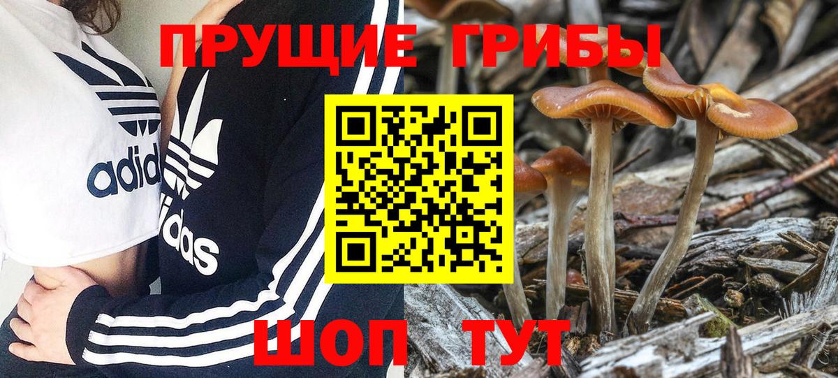 Димитровград  Псилоцибиновые грибы прущие грибы  Вход с VPN  Галлюциногенные грибы Psilocybine cubensis 